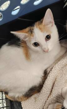 Rescue Domestic Short Hair Cats for Adoption in Republic, Missouri - Ginny | PetCurious
