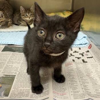 Cobb Salad (Grey Salad) -  Domestic Short Hair Cat for Adoption in Winston-salem, North Carolina - Cobb Salad (Grey Salad) | PetCurious