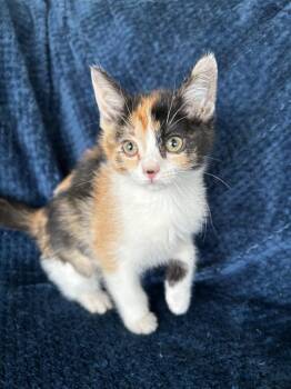 Honey -  Domestic Short Hair Cat for Adoption in Corpus Christi, Texas - Honey | PetCurious