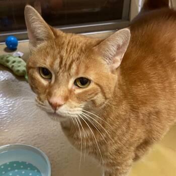 Dahlia -  Domestic Short Hair Cat Available for Adoption in Sterling Heights, Michigan - Dahlia | PetCurious