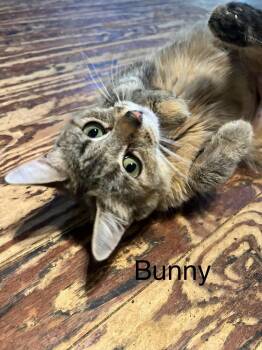 Bunny -  Tabby Cat for Adoption in Plumerville, Arkansas - Bunny | PetCurious