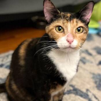Raleigh -  Domestic Short Hair Cat for Adoption in Springfield, Missouri - Raleigh | PetCurious