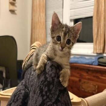 Sneakers -  Domestic Short Hair Cat for Adoption in Chicago, Illinois - Sneakers | PetCurious