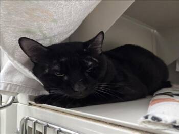 JAMES -  Domestic Short Hair Cat for Adoption in Las Vegas, Nevada - JAMES | PetCurious
