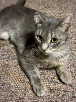 Freda -  Domestic Short Hair Cat for Adoption in Columbus, Minnesota - Freda | PetCurious