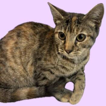 Frances -  Domestic Short Hair Cat for Adoption in Pasadena, California - Frances | PetCurious