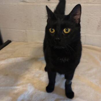 Rescue Domestic Short Hair Cats for Adoption in Wanaque, New Jersey - Amaya | PetCurious