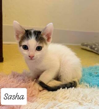 Sasha Shamrock -  Domestic Short Hair and Tabby Cat for Adoption in Chandler, Arizona - Sasha Shamrock | PetCurious