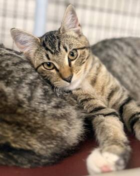 Flufferbottom -  Domestic Short Hair Cat for Adoption in Novato, California - Flufferbottom | PetCurious