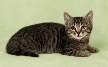 Andi -  Domestic Short Hair Cat for Adoption in Columbia, Tennessee - Andi | PetCurious