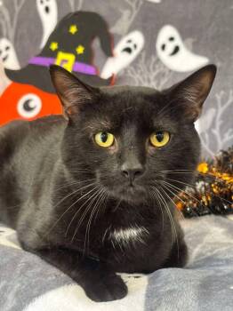 NYX -  Domestic Short Hair Cat for Adoption in Warrenton, North Carolina - NYX | PetCurious