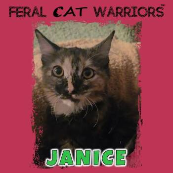 Janice -  Domestic Medium Hair Cat for Adoption in Kingman, Arizona - Janice | PetCurious