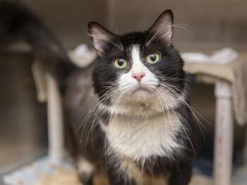 SYLVESTER -  Domestic Short Hair Cat for Adoption in Phoenix, Arizona - SYLVESTER | PetCurious
