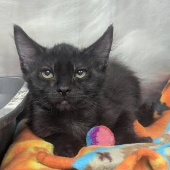 Seymore -  Domestic Medium Hair Cat for Adoption in Evansville, Indiana - Seymore | PetCurious