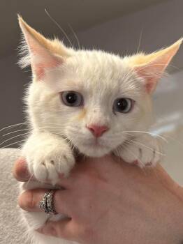Crawfish -  Domestic Short Hair Cat for Adoption in Bolivar, Missouri - Crawfish | PetCurious