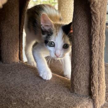 Domestic Short Hair Cats Available for Adoption in Boerne, Texas - No Time Like The Present | PetCurious
