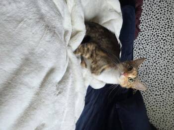 Bahama-no-Mama -  Domestic Short Hair Cat for Adoption in Homer Glen, Illinois - Bahama-no-Mama | PetCurious