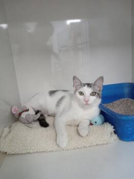 Rosetta -  Domestic Short Hair Cat for Adoption in Corpus Christi, Texas - Rosetta | PetCurious