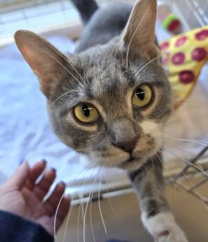 Domestic Short Hair Cats Available for Adoption - Mrs Donner | PetCurious