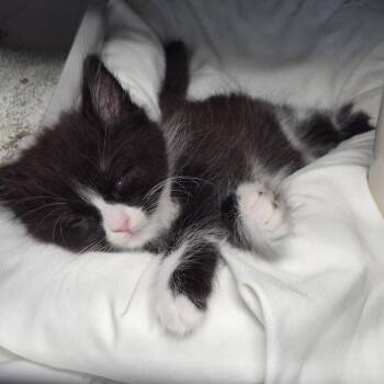 American Shorthair Cats Available for Adoption in Freeport, Florida - Tiny Tornado | PetCurious