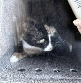 Domestic Short Hair Cats Available for Adoption - Asoka | PetCurious