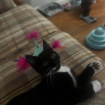 Cookie -  Domestic Short Hair Cat for Adoption in Houston, Texas - Cookie | PetCurious
