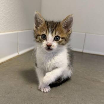 Beck -  Domestic Short Hair Cat for Adoption in Rifle, Colorado - Beck | PetCurious
