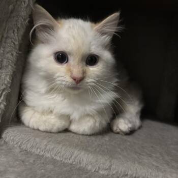 Siamese and Domestic Medium Hair Cats Available for Adoption - Opie | PetCurious