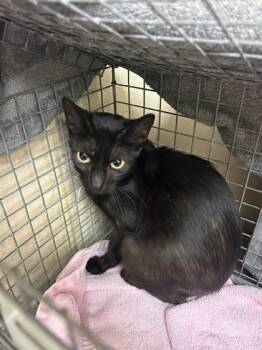 Rescue Domestic Short Hair Cats for Adoption in Honolulu, Hawaii - 59455556 | PetCurious