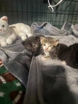 Juno -  Domestic Short Hair Cat for Adoption in King William, Virginia - Juno | PetCurious
