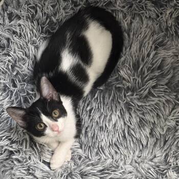 Marnie -  Domestic Short Hair Cat for Adoption in Long Beach, California - Marnie | PetCurious