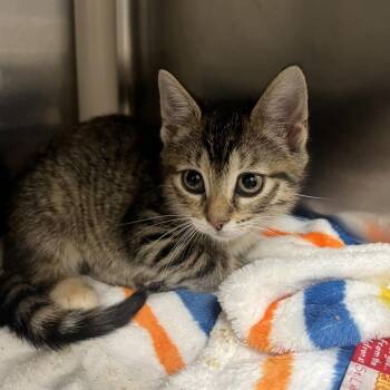 Acadia -  Domestic Short Hair Cat for Adoption in Mentor, Ohio - Acadia | PetCurious