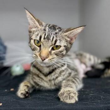Hanna -  Domestic Short Hair Cat for Adoption in Atlanta, Georgia - Hanna | PetCurious