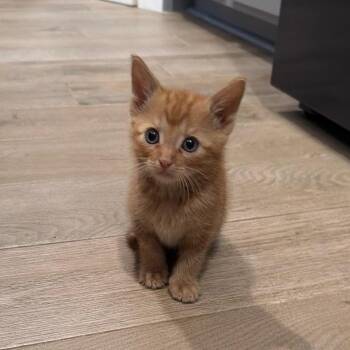 Domestic Short Hair Cats Available for Adoption in Missouri City, Texas - Maxy | PetCurious