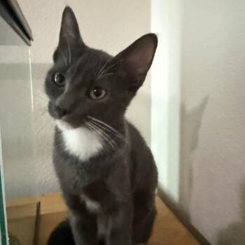 Lavendar -  Domestic Short Hair Cat for Adoption in Daphne, Alabama - Lavendar | PetCurious