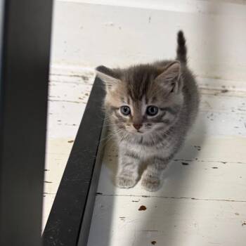 98 -  Domestic Short Hair Cat for Adoption in Parkersburg, West Virginia - 98 | PetCurious