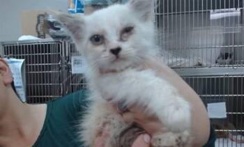 JADE -  Domestic Medium Hair Cat for Adoption in Salinas, California - JADE | PetCurious
