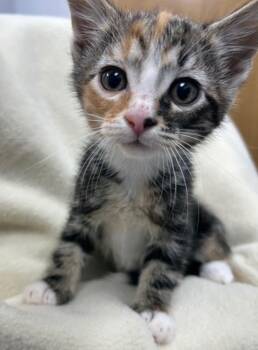 Kimmy -  Domestic Short Hair Cat Available for Adoption in Hartsville, South Carolina - Kimmy | PetCurious