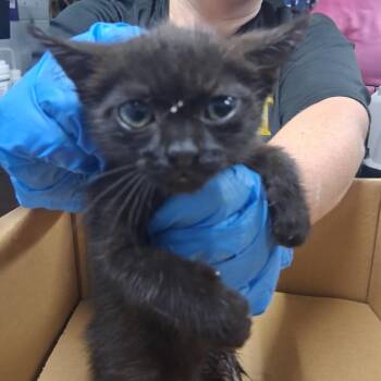 Boo -  Domestic Short Hair Cat for Adoption in Summerville, South Carolina - Boo | PetCurious