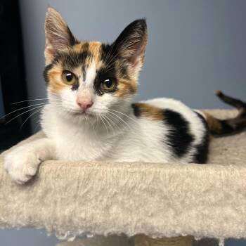 Firefly -  Domestic Short Hair Cat for Adoption in Granville, Ohio - Firefly | PetCurious