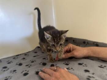 Rescue Domestic Short Hair Cats for Adoption in Mckinleyville, California - LESLIE | PetCurious