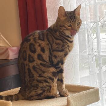 Bengal Cats Available for Adoption in Ottawa, Ontario - Serenity | PetCurious