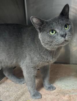 Bandit -  Domestic Short Hair and Russian Blue Cat for Adoption in Bardstown, Kentucky - Bandit | PetCurious