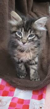 Green Day -  Domestic Medium Hair Cat for Adoption in Kennewick, Washington - Green Day | PetCurious