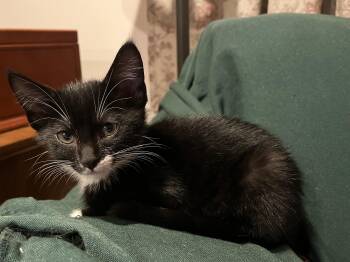 Micky -  Tuxedo Cat for Adoption in Wheeling, Illinois - Micky | PetCurious