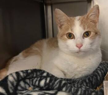 Domestic Short Hair Cats Available for Adoption - Morgan | PetCurious