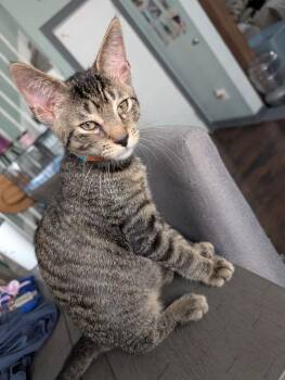 Mr. Spunkerkins -  Domestic Short Hair Cat for Adoption in Scranton, Pennsylvania - Mr. Spunkerkins | PetCurious