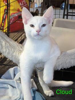 Yeti -  Domestic Medium Hair Cat for Adoption in Morgan Hill, California - Yeti | PetCurious