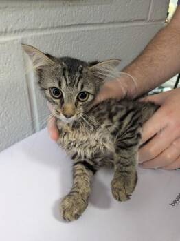 Oslo -  Domestic Short Hair Cat for Adoption in Cincinnati, Ohio - Oslo | PetCurious