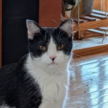 Rescue Domestic Short Hair Cats for Adoption in Des Moines, Iowa - Raine | PetCurious